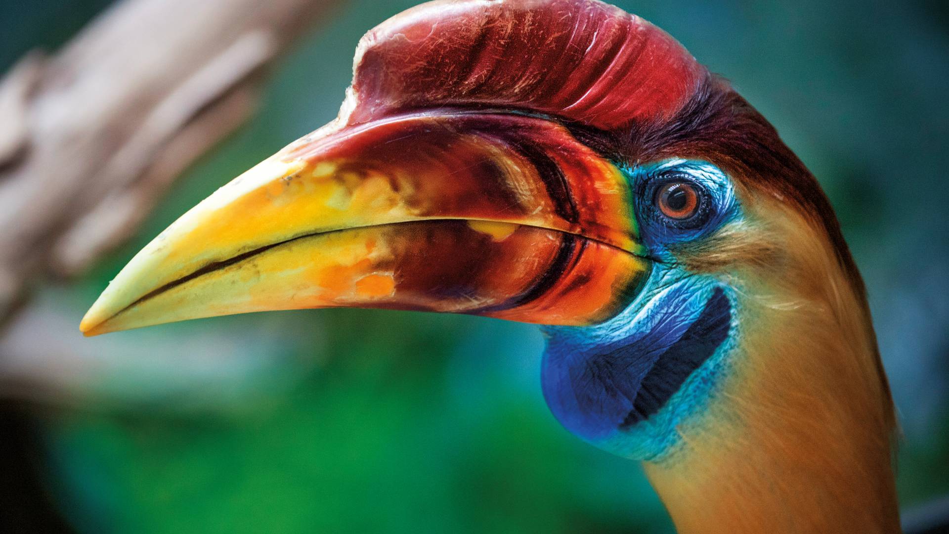 Close-up of a colourful toucan